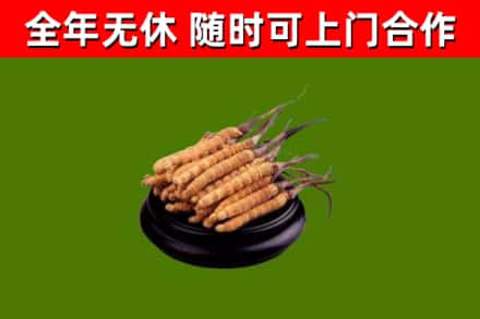 泗水县回收散虫草