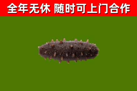 泗水县回收海参干